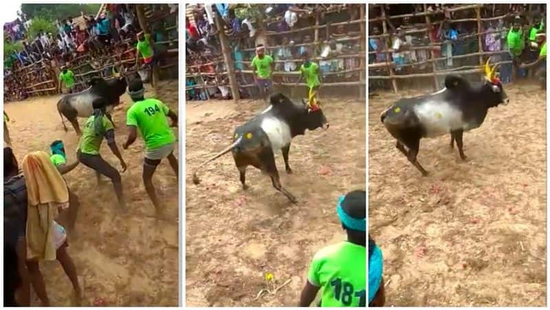 jallikattu festival visual