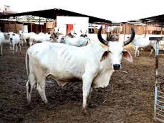in this state government will construct "GOMUKTIDHM"