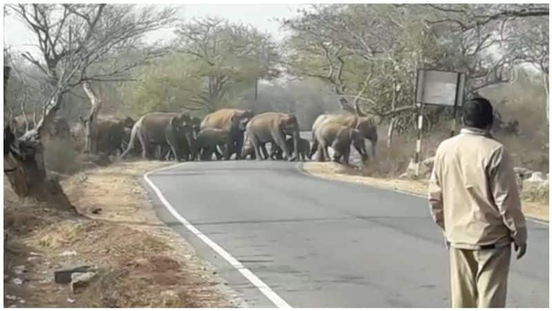 The elephants has crossing anchetty road on today at  8.45 am