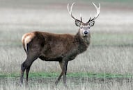 Spotted deer found dead in Dhanushkodi beach in Tamil Nadu