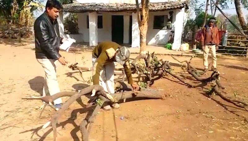 Rookie took away the precious trees of sandalwood