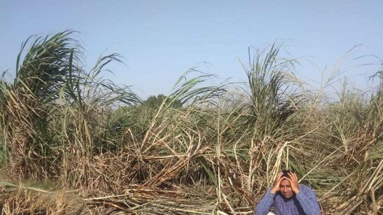 यूपी महाराष्ट्र में लोकसभा चुनाव में नेताओं को रूलाएगा “गन्ना”