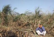 Cane farmer will show his anger to leader in upcoming election-2019