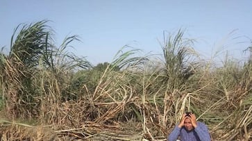 Cane farmer will show his anger to leader in upcoming election-2019