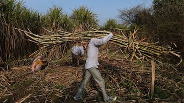 Irate cane farmers could spoil party 50 Lok Sabha seats 2019 polls