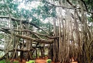 The magnificence of the worlds oldest banyan tree located in Kolkata iwh