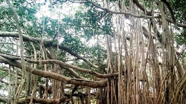 The magnificence of the worlds oldest banyan tree located in Kolkata iwh