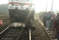 Cows died due to train collision