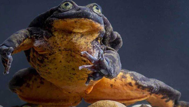 Romeo gets his Juliet... World loneliest frog