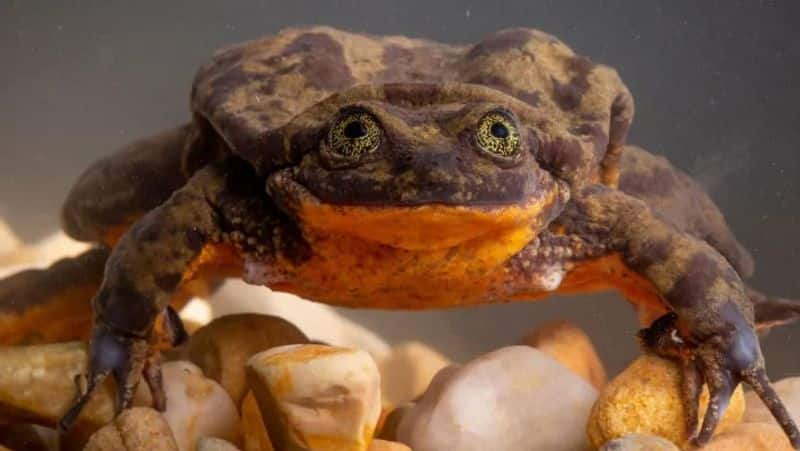 Romeo gets his Juliet... World loneliest frog