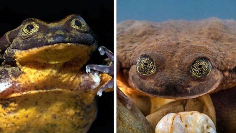 Romeo gets his Juliet... World loneliest frog