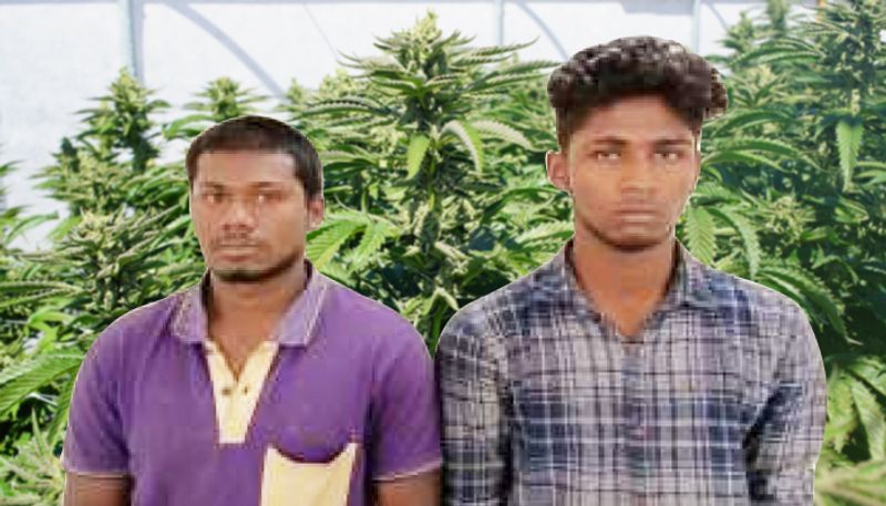 Two students arrested interstate drug smuggling 10 kilos marijuana worth Rs 5 lakh seized