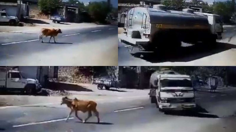 Viral Video: Truck driver shows off insane moves to save a cow