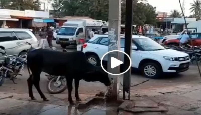 Video of Cow Turning Off Water Tap in Bidar To Stop Wastage Goes Viral