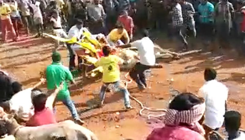 Student dies in Bull Riding Accident Haveri