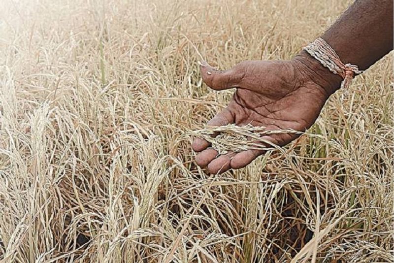 Drying Crop for Continue Rain in Lingasugur in Raichur District