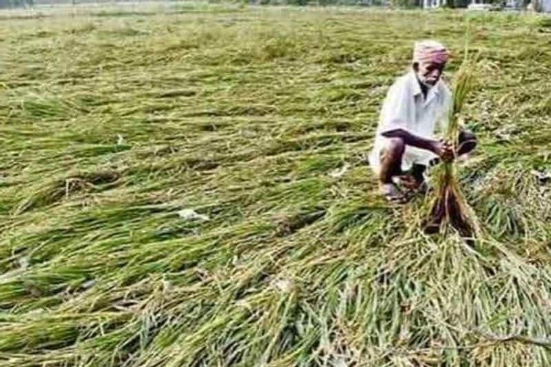 Farmers Faced Problems for Heavy Rain in Jamakhandi