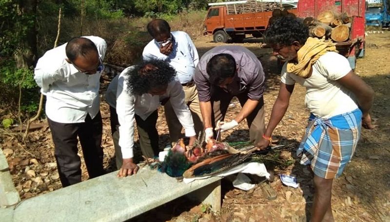 Udupi: Final Rites to National Bird Indian peafowl