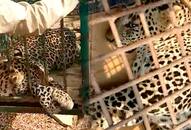 Karnataka: Leopard spotted in Bengaluru's ITC factory; forest officials capture and relocate animal