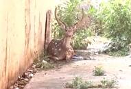 Deer chased by dogs takes shelter in Kolaramma temple video