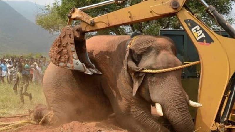 chinnathambi elephant again enter to village