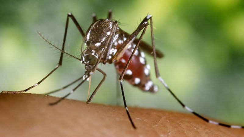 Karnataka 29 dengue cases reported 9 days Bengaluru teen battling for life