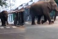 Wild elephant enters village in Tamil Nadu; people in panic