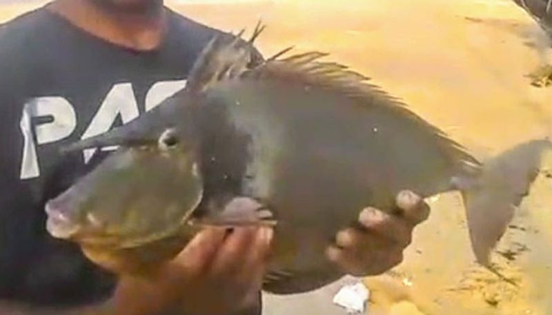 Unicorn fish found in karwar