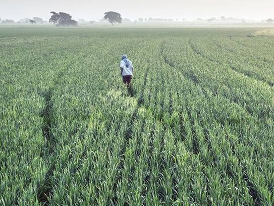 Budget 2019: Rs 6,000 per year for farmers with less than 2  hectares of land..