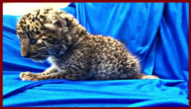 one-month-old leopard cub from the baggage of a passenger