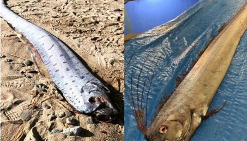 Found Oarfish japanese says it's the world will end