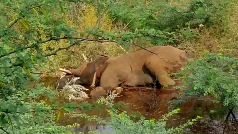 Elephant Dies in Balehonnur