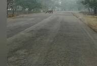 Tiger strolling on the road in Panna (video)