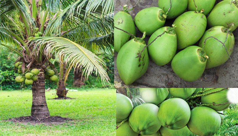 Planting coconut Palms: What is the climate