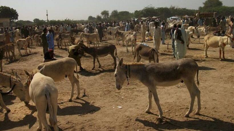 पाकिस्तान में गधों के मेले में बिक रहे हैं एके 47 और परमाणु बम