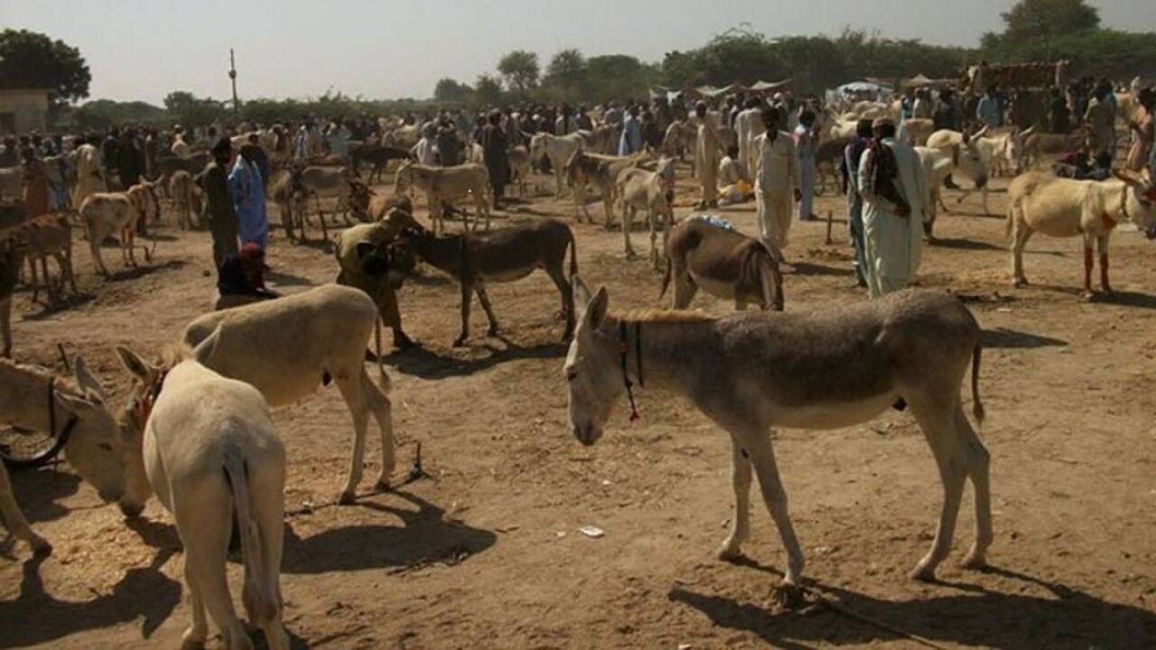 चीन को गधे बेचकर इस देश को मिलेंगे हजारों करोड़ों रुपए