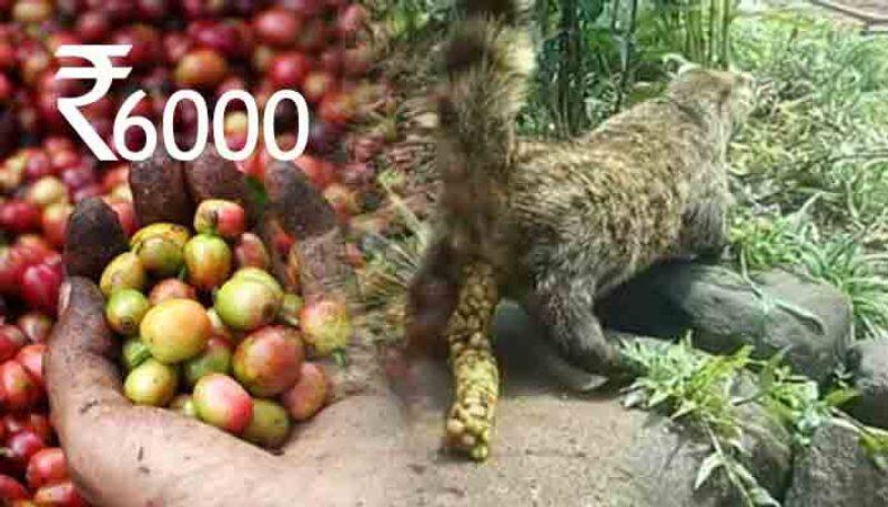 Know how the most expensive Luwak coffee in the world is made