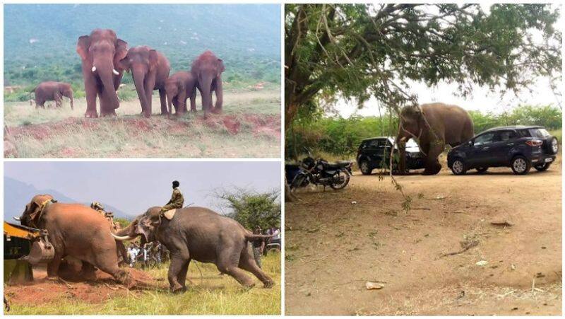 Chinnathambi Elephant issues