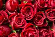 Rose Day to Valentine's Day: Have you planned your week yet?