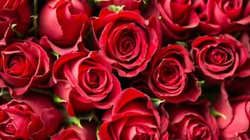 Rose Day to Valentine's Day: Have you planned your week yet?