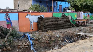 Karnataka: 25-40 truckloads of cow dung worth Rs 1.25 lakh stolen