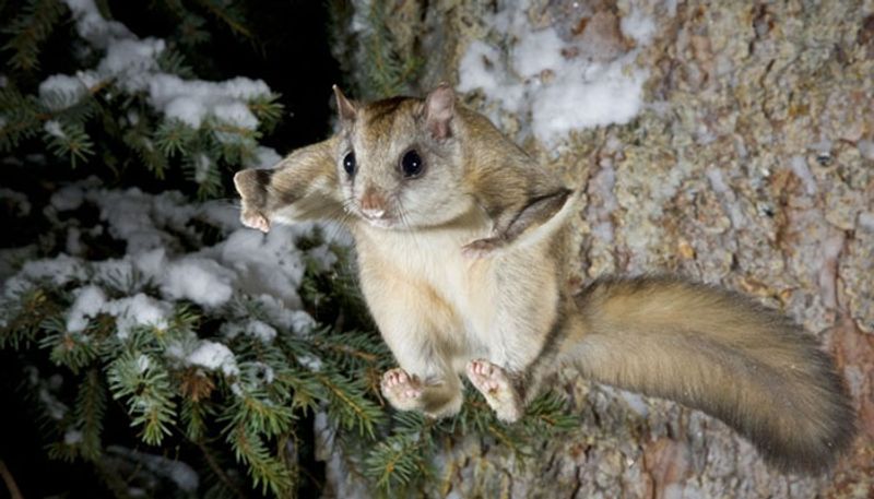 Scientists discover flying squirrels turn pink at night