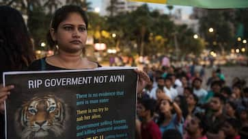 T1 case closed: Tigress Avni never got justice, but does the system even care?