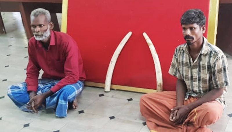 Bengaluru Police seize ivory tusks smugglers arrested