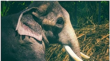 Elephant runs amok after cracker burst Kerala two killed