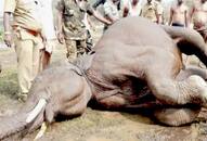 Tamil Nadu 15yearold elephant found dead Tirupur canal