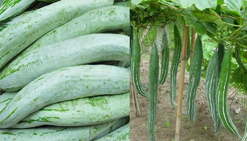 Health benefits of Snake gourd