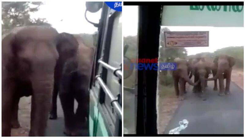 Elephant Attack Government Bus Video