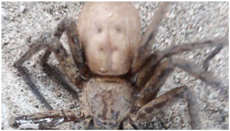 human faced spider found at kayamkulam