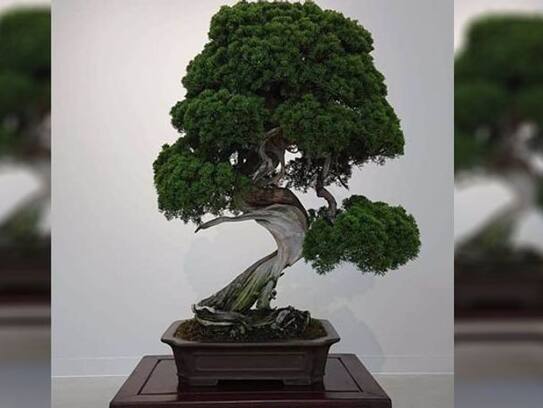 Farmer earned millions from Bonsai Bagia, example for others